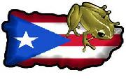 Puerto Rican Coqui