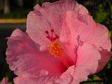 close up of pink hibiscus