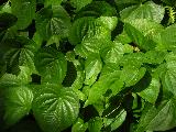 leafy pattern