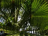 palm fronds pattern