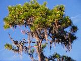Florida pine