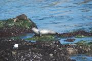 seal in pacific grove CA